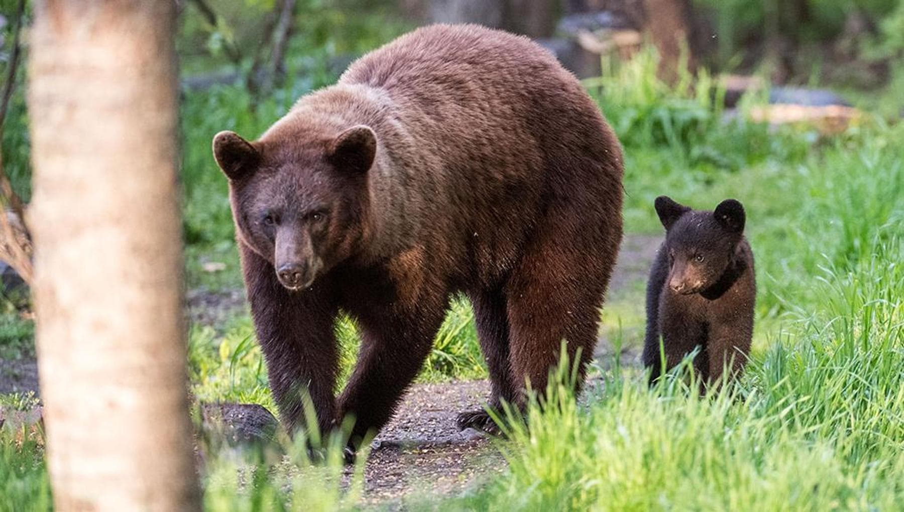 Trentino, Fugatti, KJ1 ayısının öldürülmesi emrini imzaladı: Bir turisti yaralamıştı