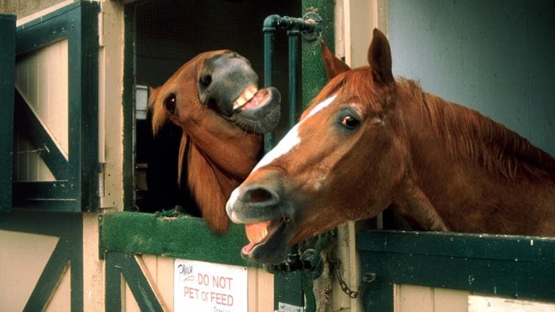 I cavalli nelle scuderie fanno “sorrisi” tra loro ma anche ai cani, loro compagni di gioco (Getty images)