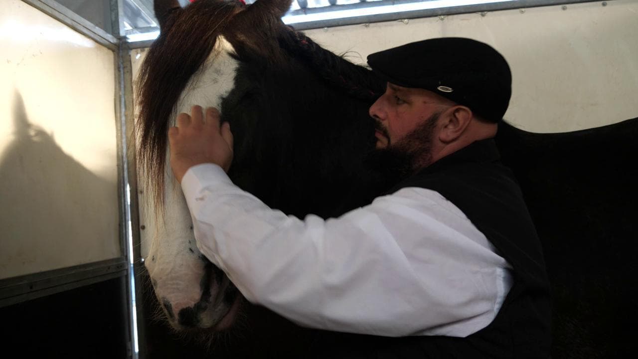 Fieracavalli 125, alla scoperta dei cavalli Shire: storia e curiosità sui cavalli più alti al mondo