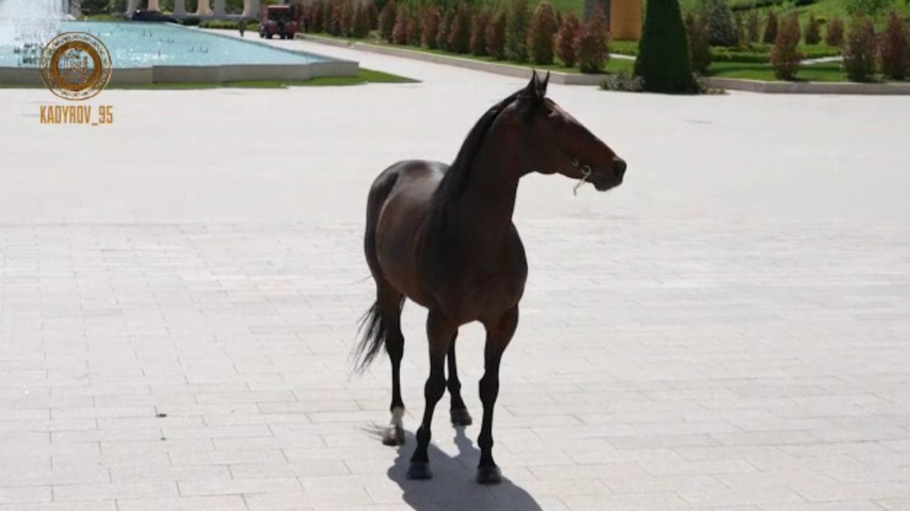 Zazu, il purosangue più amato da Kadyrov