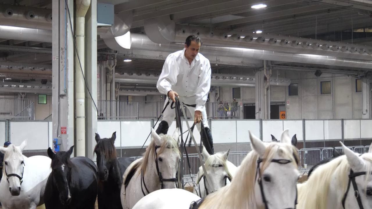 Fieracavalli Verona  2022-  Lorenzo, il 'cavaliere volante': viaggio nel backstage dello spettacolo