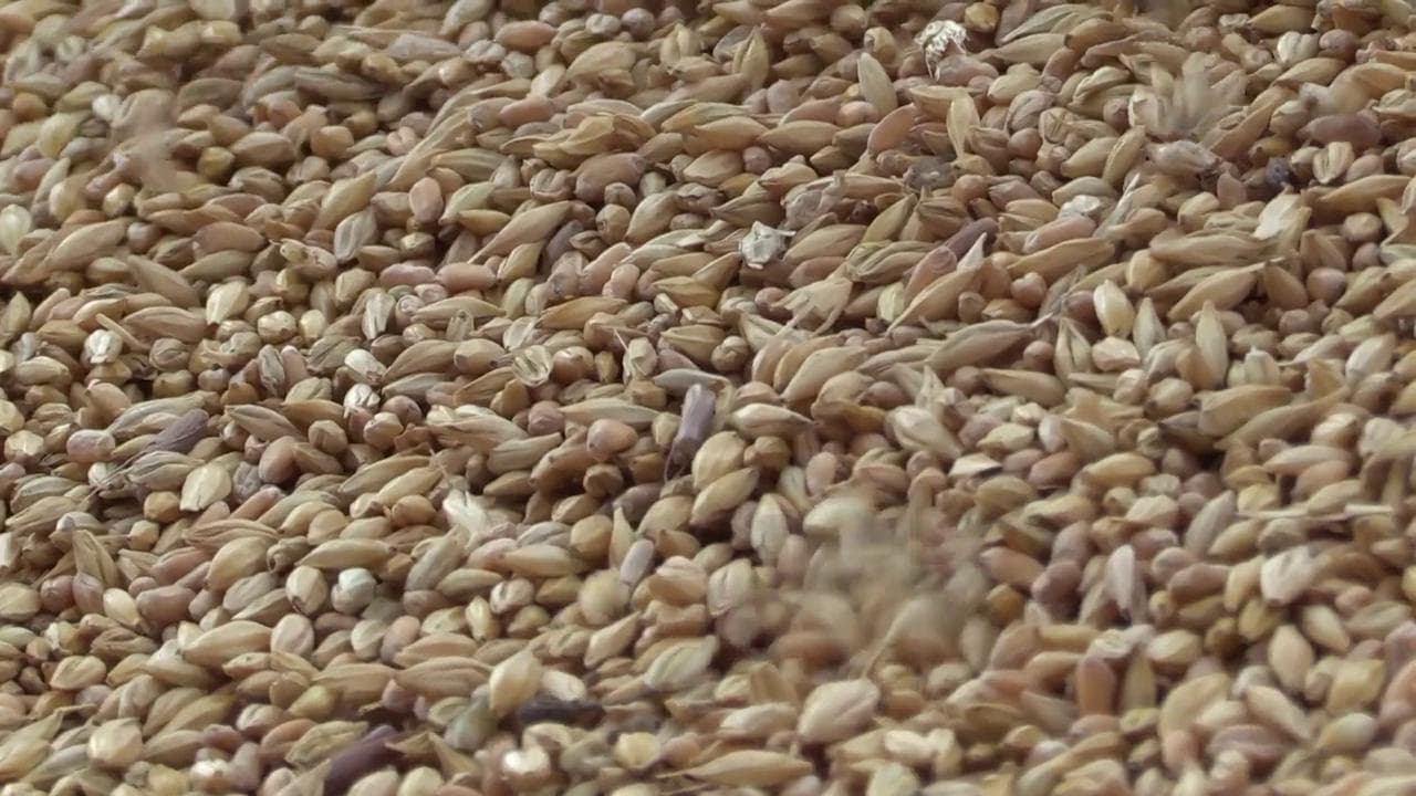 Odessa, il grano ucraino stoccato nel porto pronto a partire in attesa della firma di Istanbul