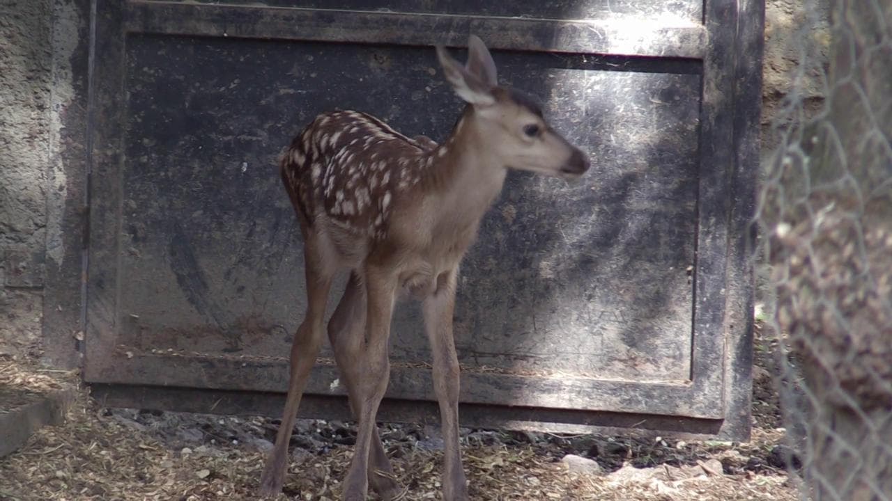 Bambi, il cucciolo di cervo rosso nato nello zoo di Odessa