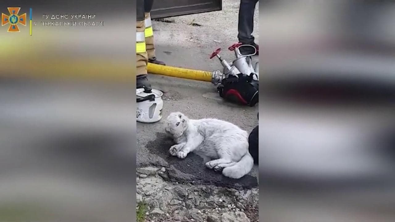 A Cherkasy i vigili del fuoco rianimano gatto rimasto intrappolato in un appartamento in fiamme