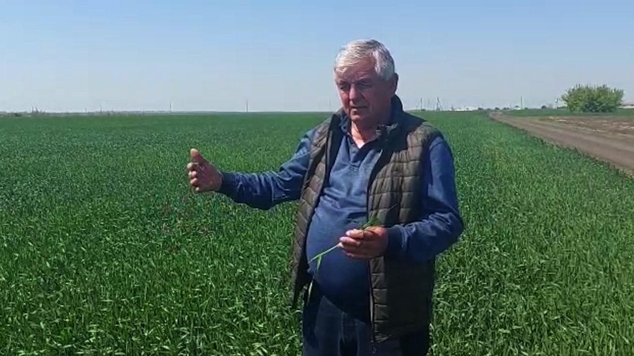 Ucraina, coltivatore: "Quest'anno il raccolto di grano sarà la metà, niente fertilizzanti e siccità"
