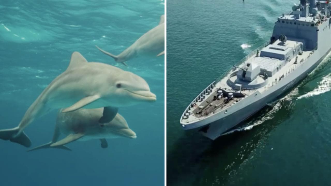 Nel Mar Nero i russi stanno 'arruolando' anche i delfini. L'esperta: "Ecco come potrebbero essere utilizzati"