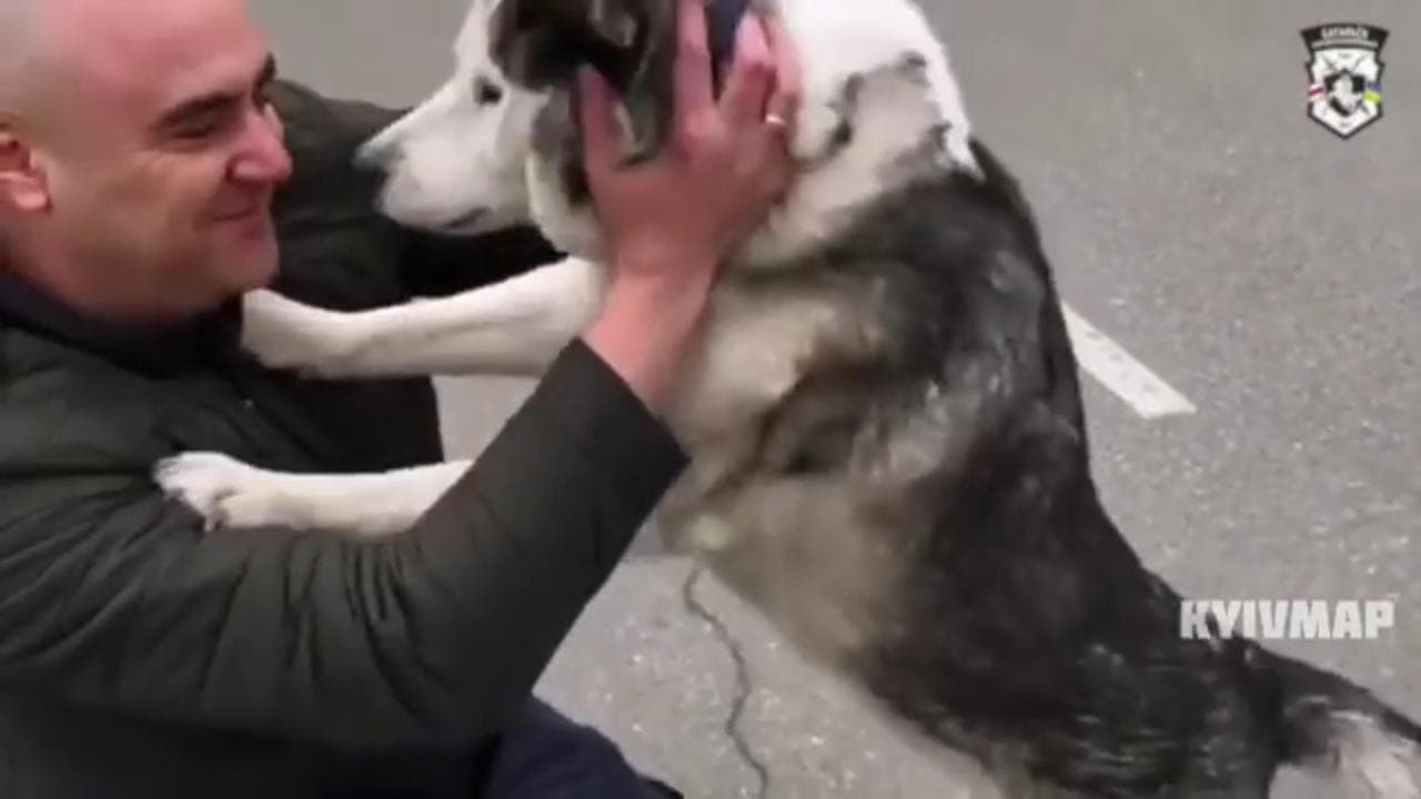 Nell'inferno di Bucha la commovente corsa del cane smarrito verso il suo proprietario ritrovato