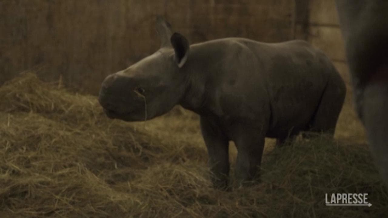 Allo zoo nasce un cucciolo di rinoceronte: si chiama Kiev