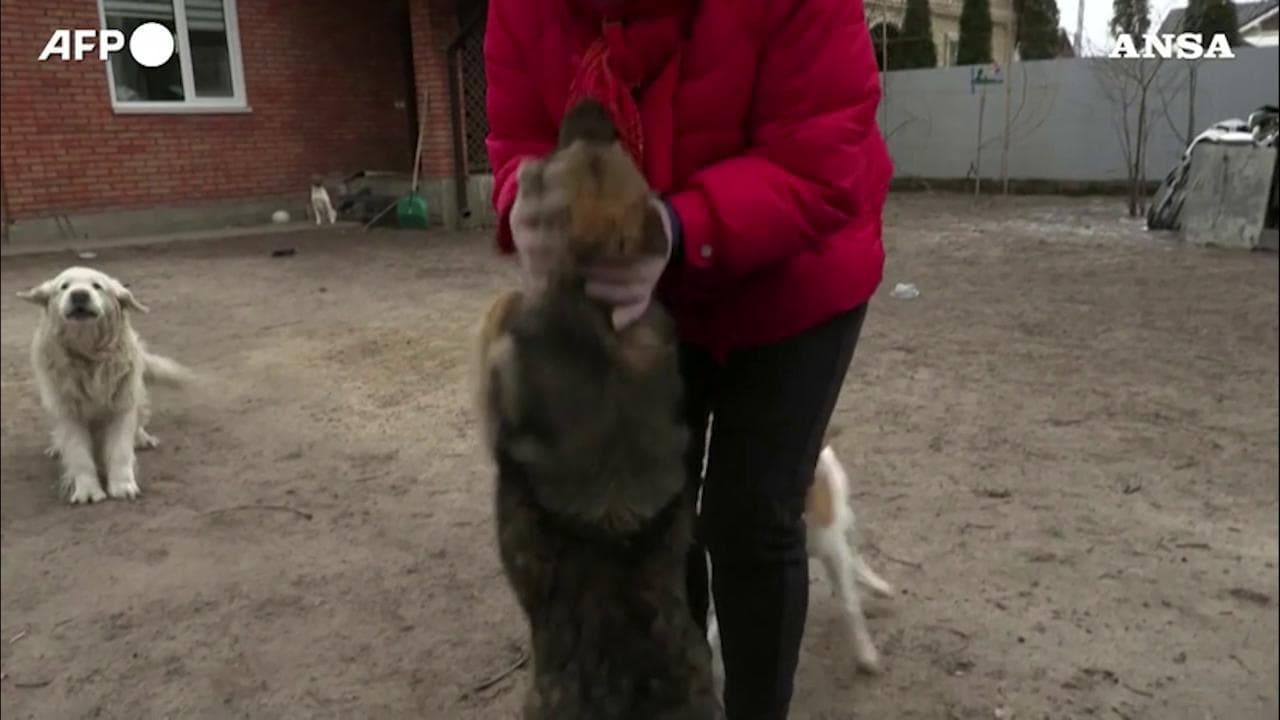 Irpin, gli abitanti restano per prendersi cura degli animali: "Non possiamo lasciarli soli"