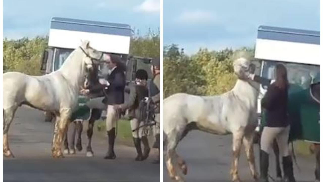 Il video della violenza su un cavallo che ha scatenato la rivolta animalista nel Regno Unito