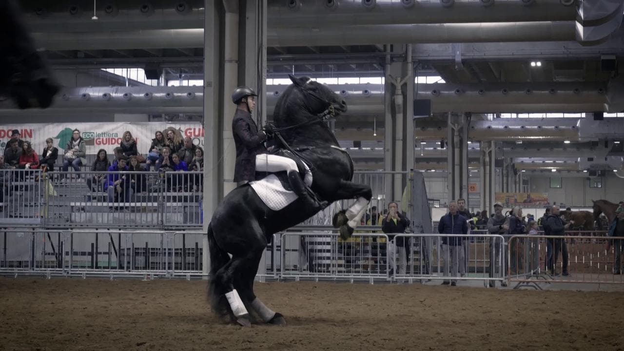 3000 cavalli e 60 razze differenti, lo spettacolo di Fieracavalli