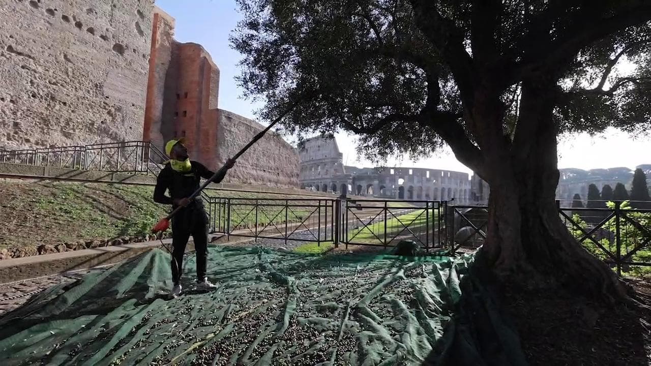 Roma, al Colosseo si produce l'olio: "Impariamo a riconoscere quello di qualità"