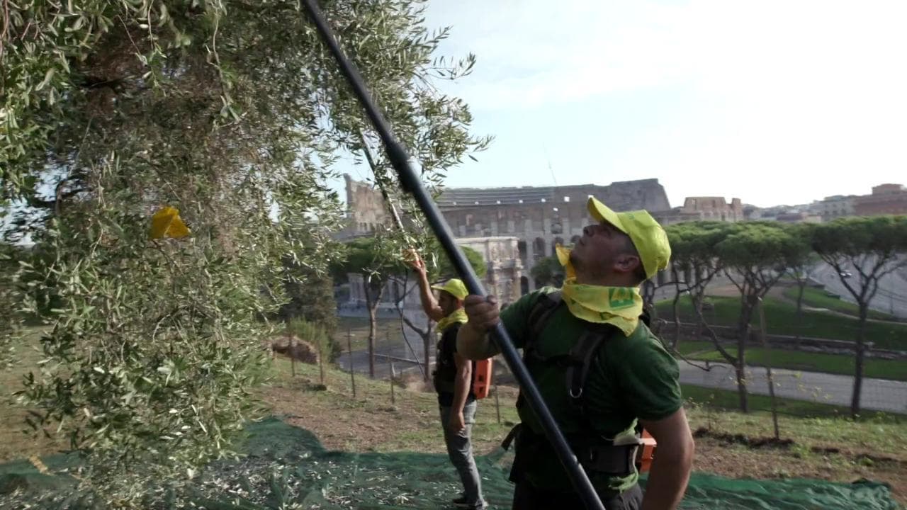 Roma, la raccolta delle olive nel Parco del Colosseo
