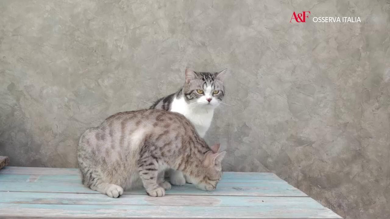 Osserva Italia, l'ascesa inarrestabile del "Pet care": sempre più attenzioni per gli animali domestici
