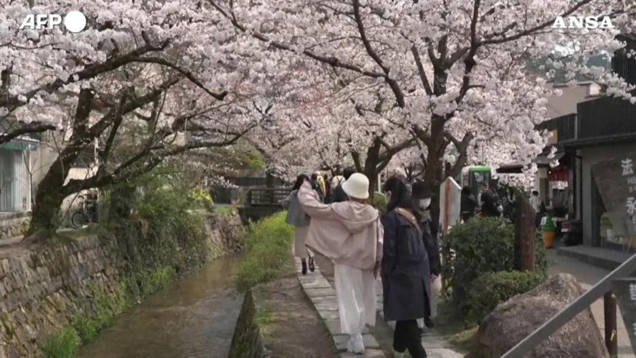Giappone, lo spettacolo dei ciliegi in fiore a Kyoto