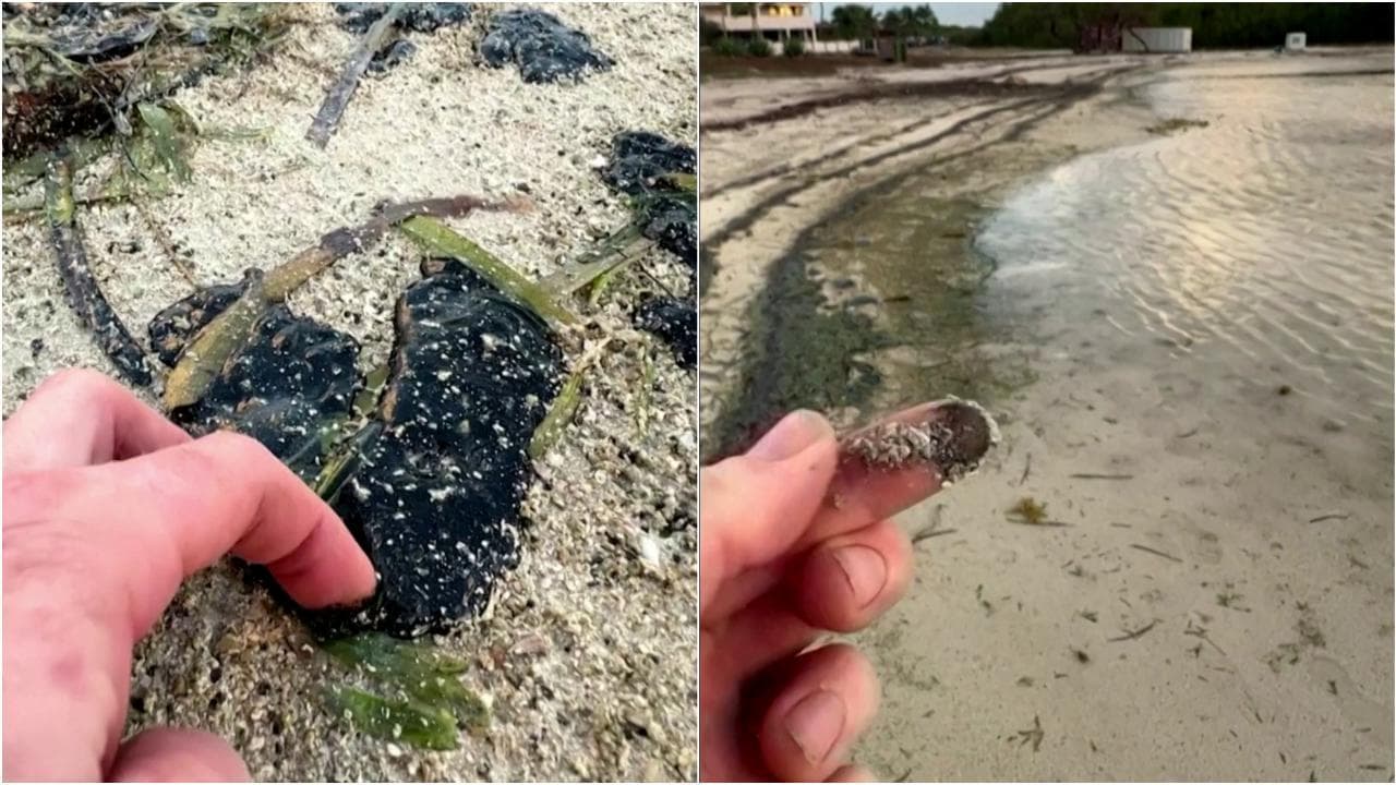 Il petrolio minaccia l'isola caraibica di Bonaire: mangrovie, pesci e coralli a rischio