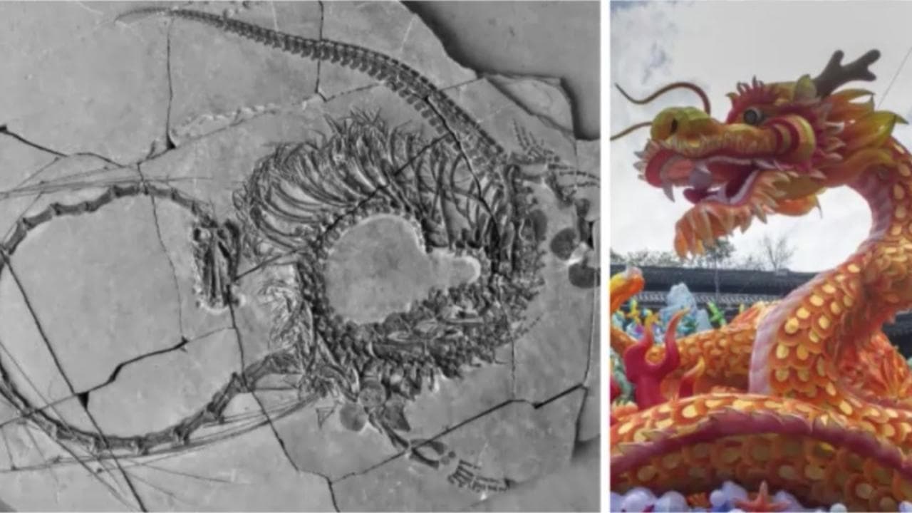Sembra un drago cinese: svelato il fossile di un dinosauro vissuto 240 milioni di anni fa