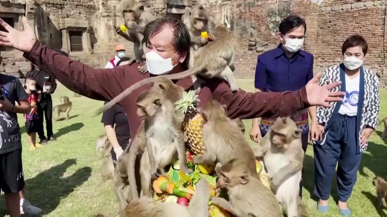 Thailandia, dopo due anni torna il festival delle scimmie: assalto al banchetto della frutta
