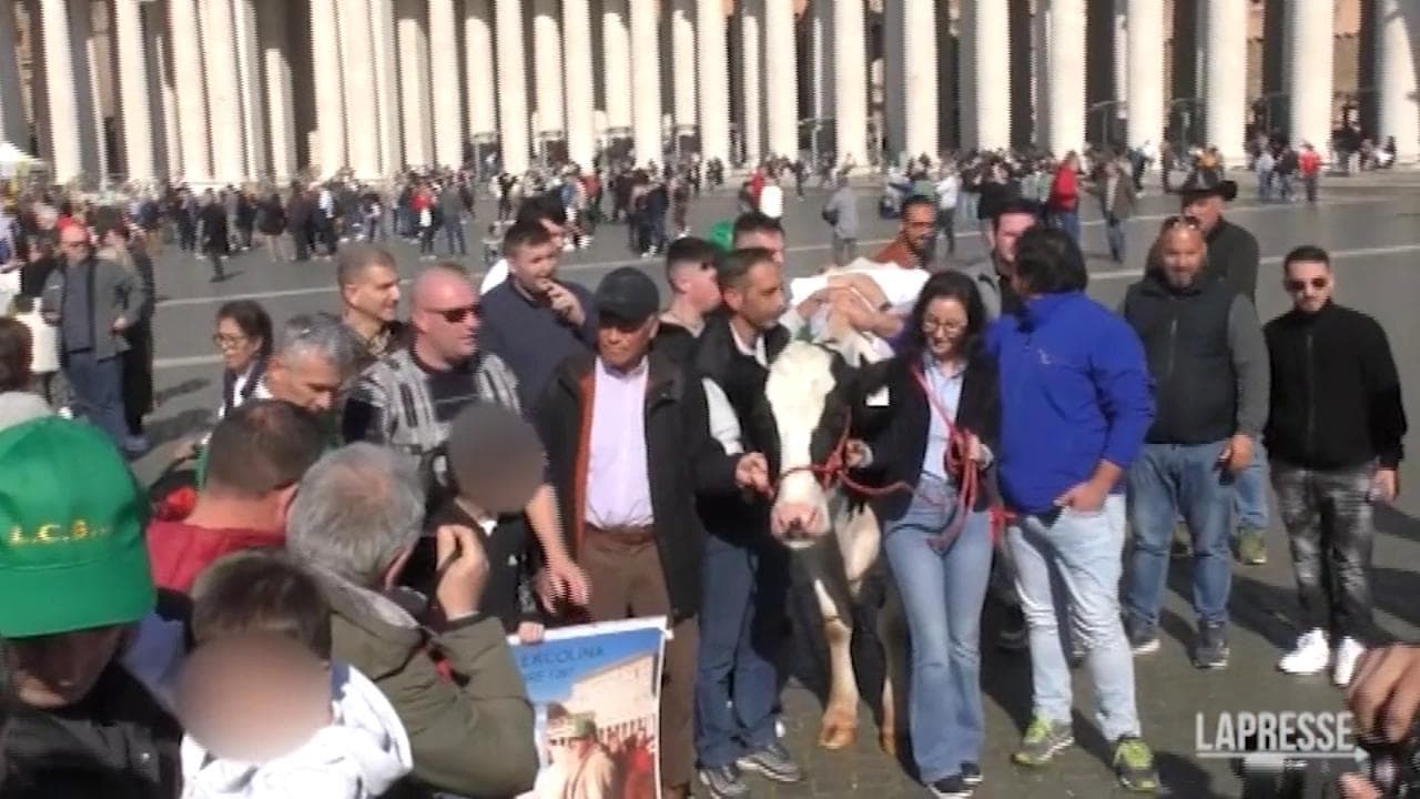 Gli agricoltori in piazza San Pietro con la mucca Ercolina: "Siamo stati invitati da Papa Francesco"