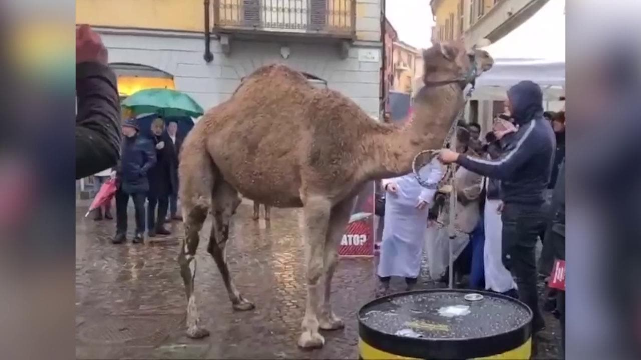 Biella, un dromedario per contestare Renzi: la trovata dei militanti di Fratelli d'Italia