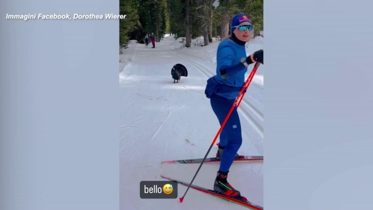 Un gallo cedrone sulla pista da sci: lo strano incontro dell'atleta di Biathlon Dorothea Wierer
