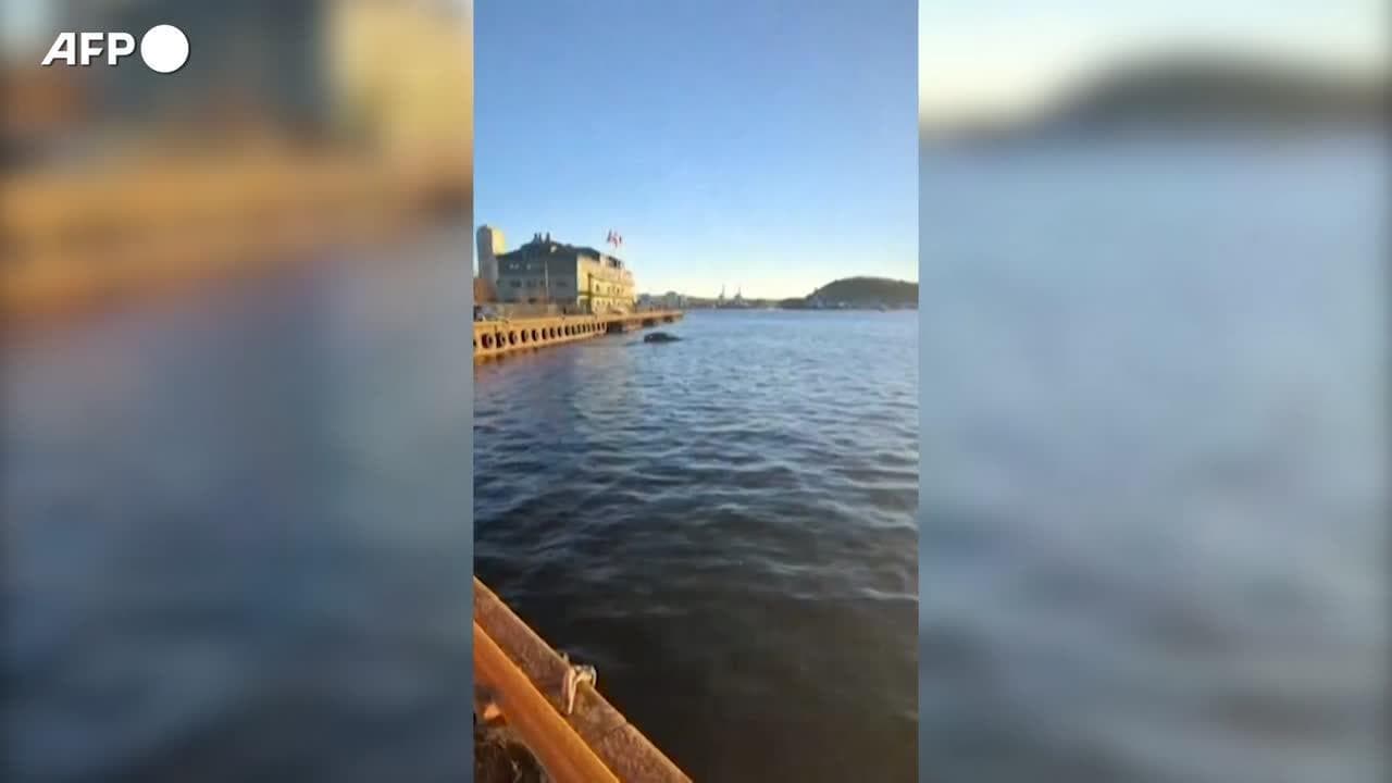 Oslo, finiscono in mare con una Tesla: i passeggeri salvati da una "sauna galleggiante"