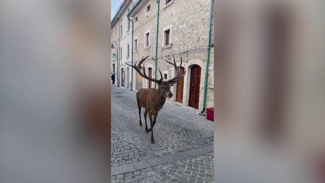 Civitella Alfedena, sorpresa nel borgo medievale: un cervo a spasso per le vie del centro