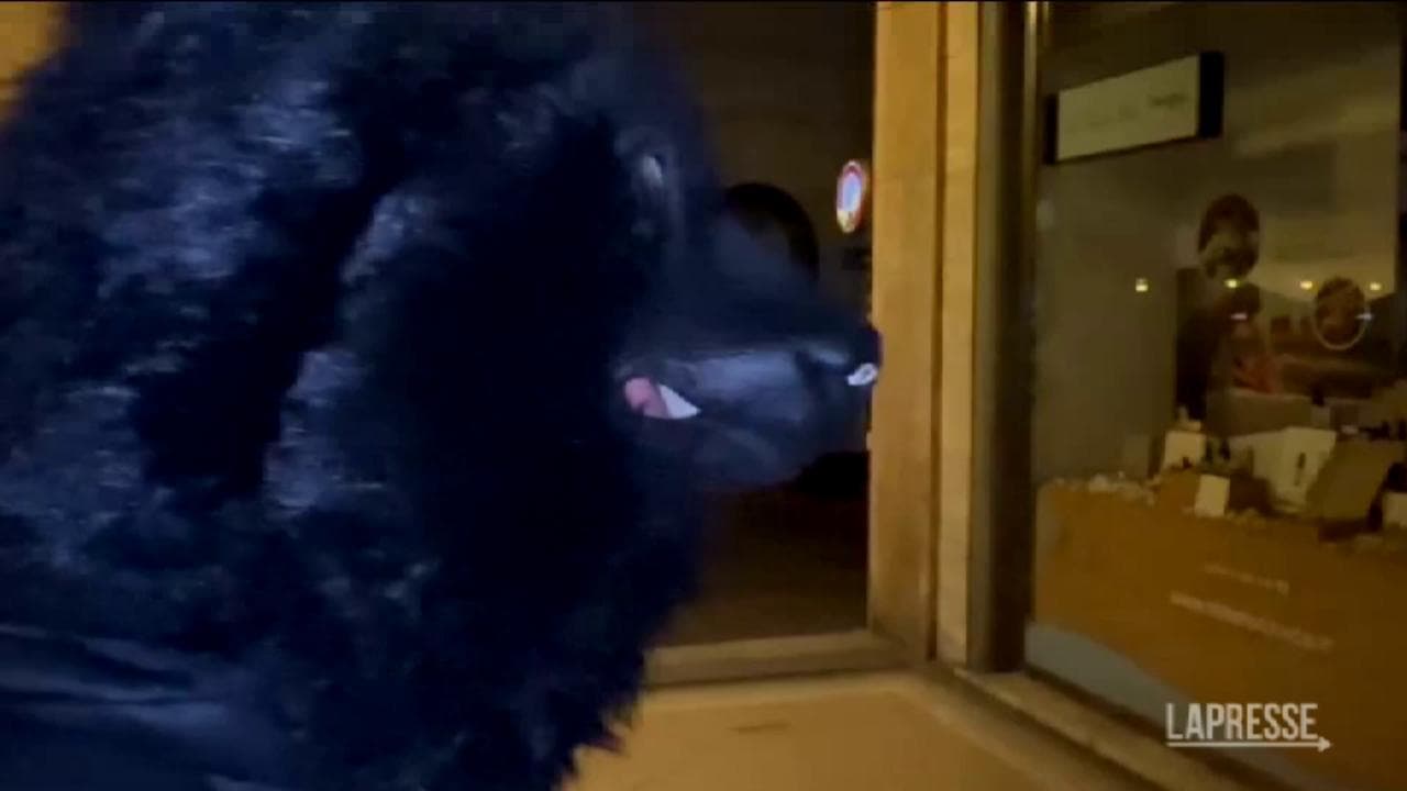 Un uomo mascherato da orso ha sparso concime sintetico davanti alla sede della Lega a Trento