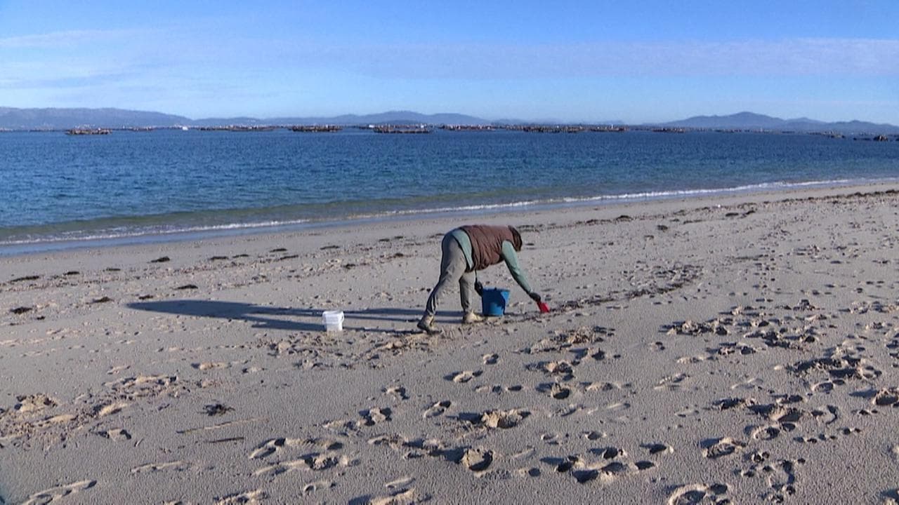 Allarme Galizia, milioni di palline di plastica invadono le spiagge: "Rischiamo di trovarcele a tavola"