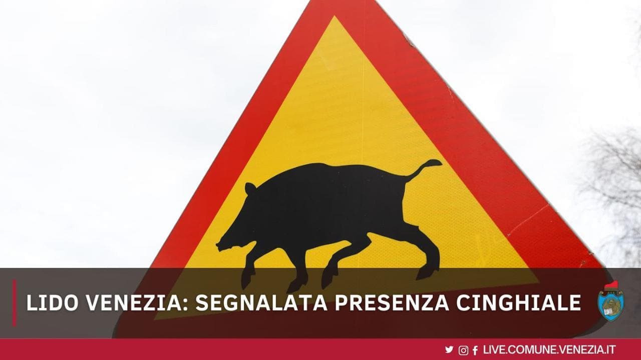La star al Lido è il cinghiale: a Venezia, tra mare e terraferma, due avvistamenti in cinque giorni