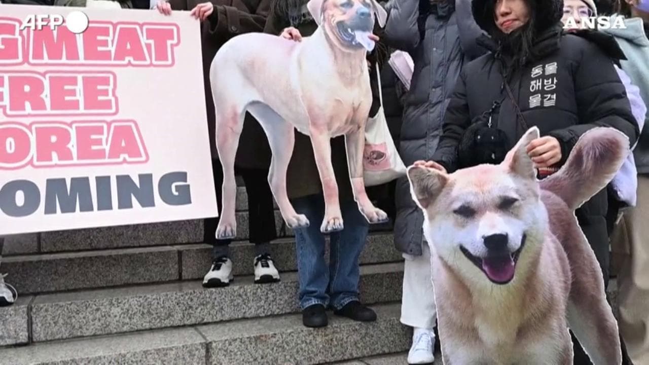 Corea del Sud, varata la legge che vieta il consumo della carne di cane: i festeggiamenti degli animalisti