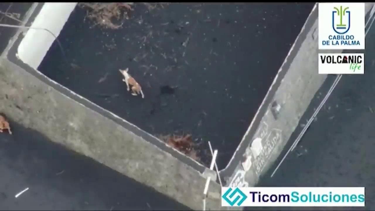 Canarie, La Palma: cani intrappolati dalla lava vengono nutriti con i droni