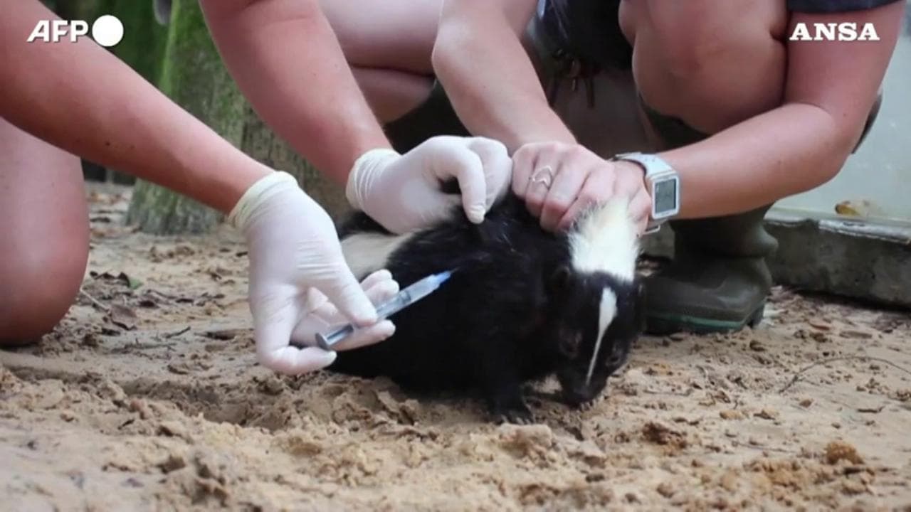 Florida, al via le vaccinazioni anti Covid nello zoo