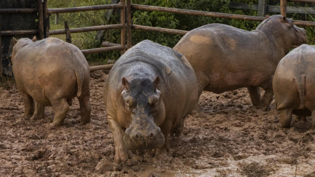 La Colombia ferma l'invasione degli ippopotami di Escobar, nel 1993 da una coppia  ne sono nati più di 80