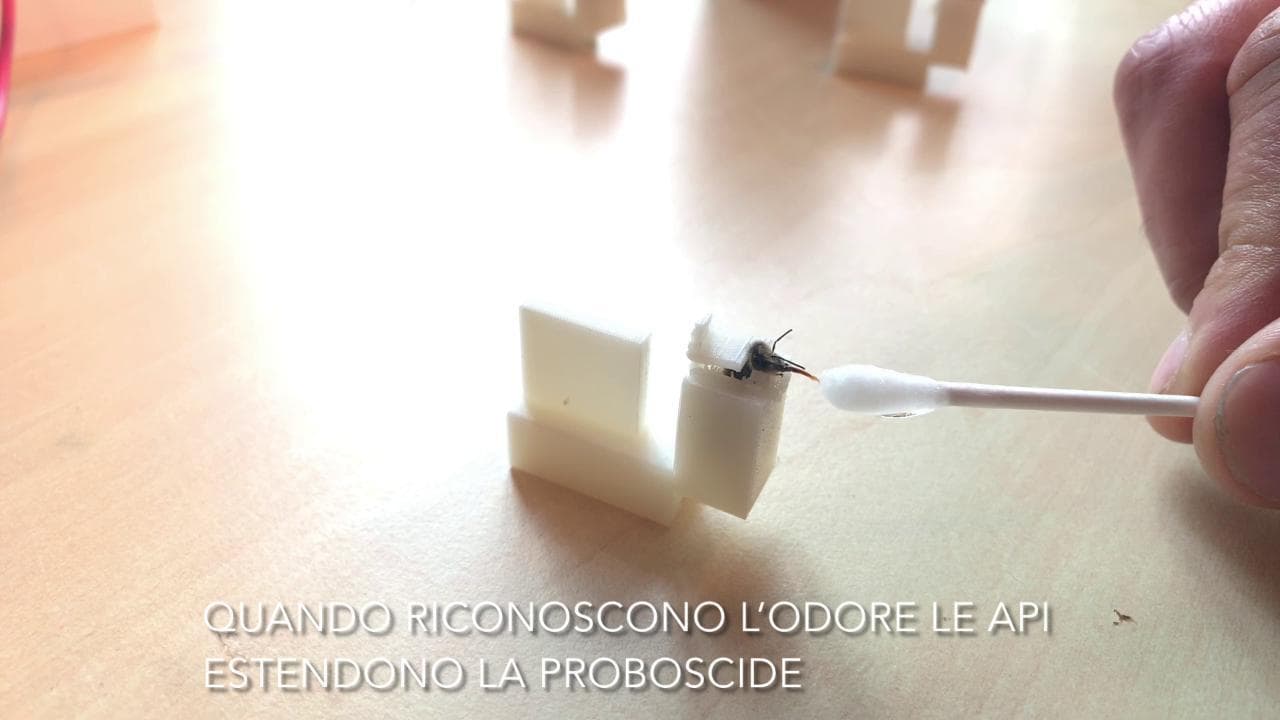 Le api anti Covid