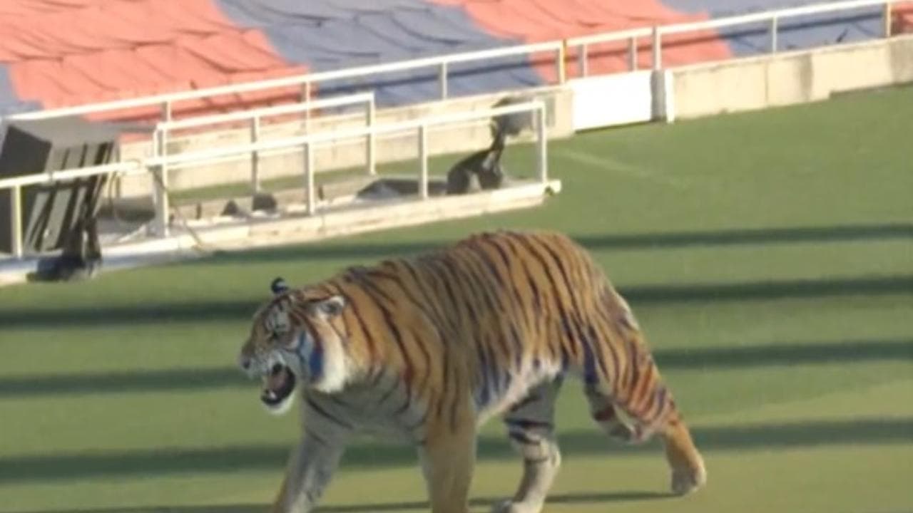Una tigre in libertà sul campo del Barcellona. Ma nulla è come sembra