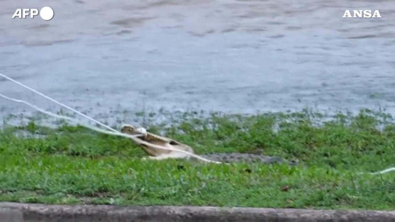 Alluvioni in Australia, nel torrente c'è un coccodrillo: il rettile viene catturato dalla polizia