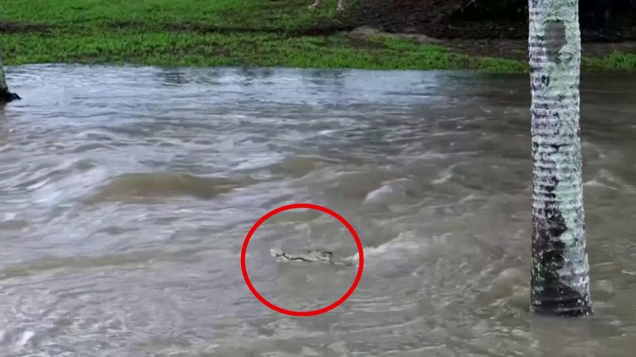 Città sommerse in Australia, nelle strade si annidano persino i coccodrilli: 300 salvataggi in 24 ore