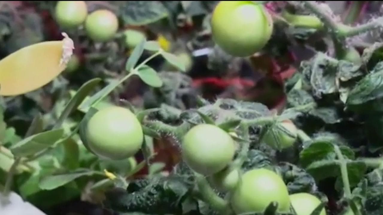 Dopo 8 mesi risolto il mistero del pomodoro scomparso nello spazio e che ha fatto "impazzire" la Nasa