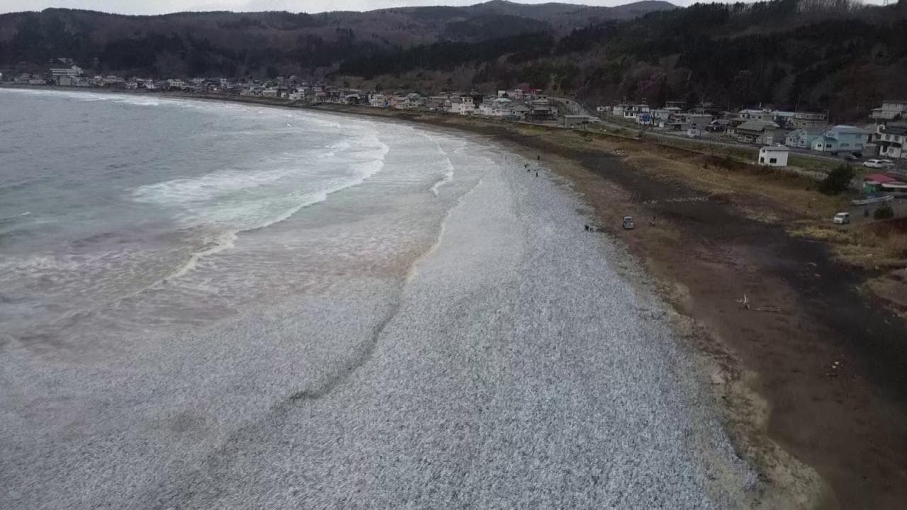 Una spiaggia in Giappone si è "colorata" di argento, il fenomeno sconosciuto riguarda le sardine