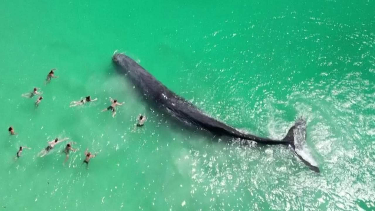 L'emozionante incontro con la balena vicino alla riva diventa tragedia: il cetaceo è morto