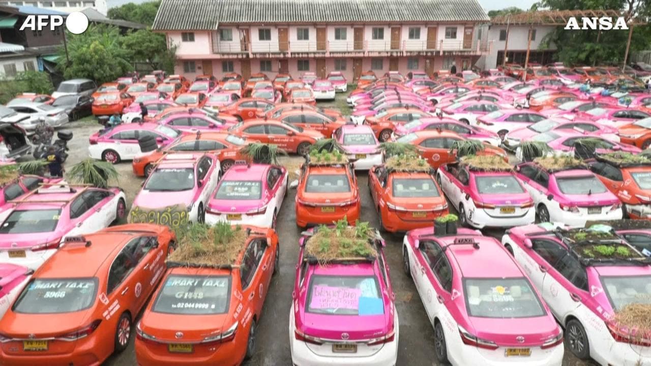 Bangkok, il cimitero dei taxi prende vita grazie ad orti e stagni per le rane