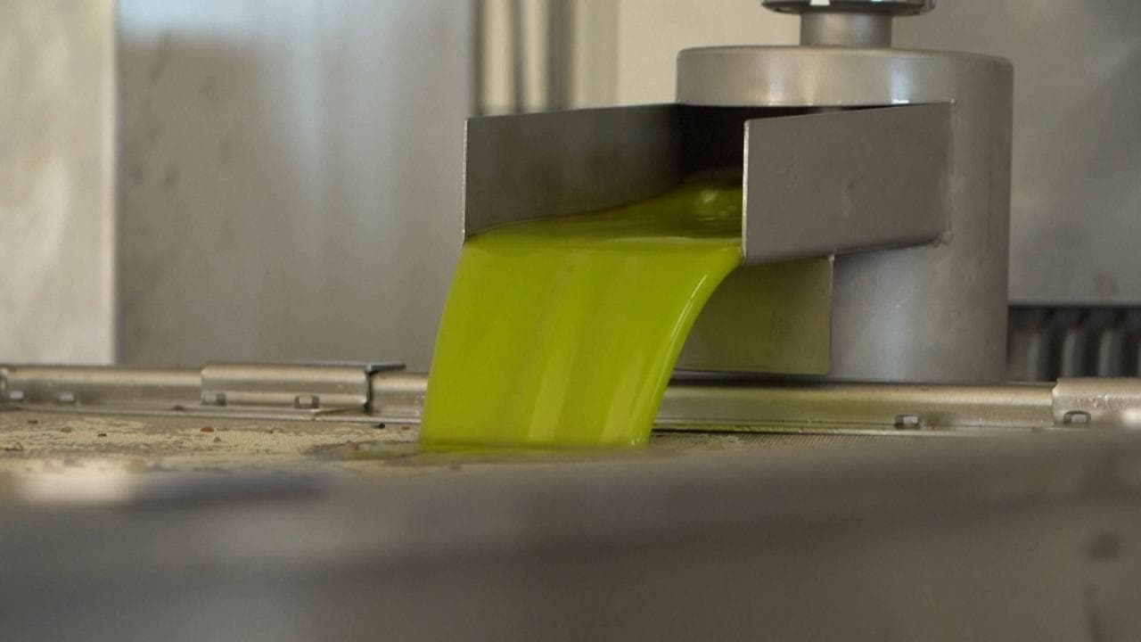 Il prezzo dell'olio d'oliva arriva alle stelle: a cosa è dovuto il rincaro dell'oro verde mira dei ladri
