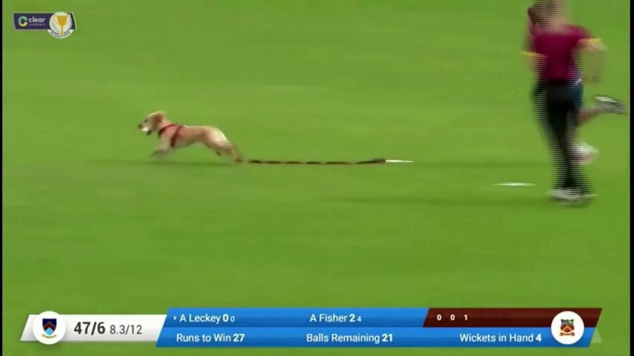 Irlanda, cane ruba la palla durante una partita di cricket: la reazione dei commentatori