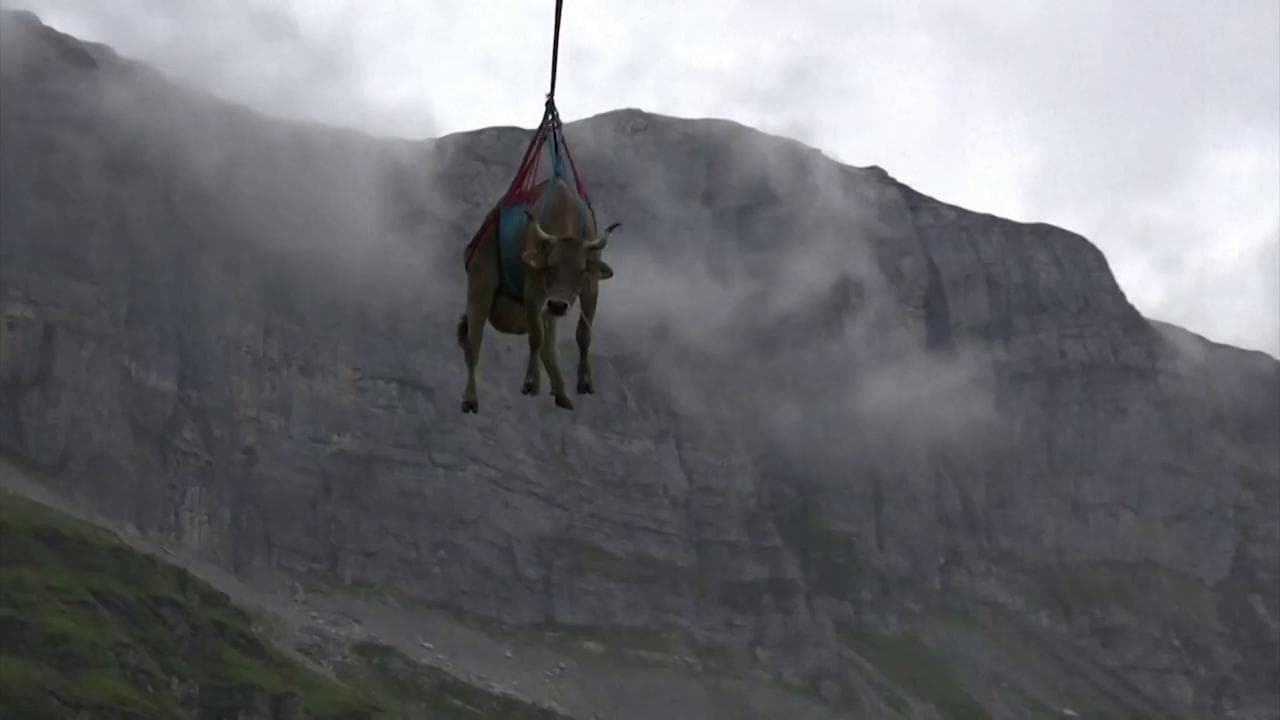 Svizzera, il trasporto delle mucche ferite: in volo dai pascoli con l’elicottero