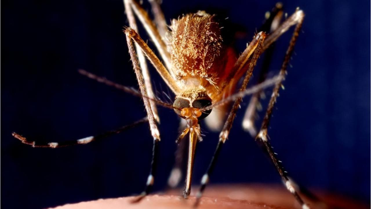 World mosquito day, ecco perché si celebra la Giornata mondiale della zanzara