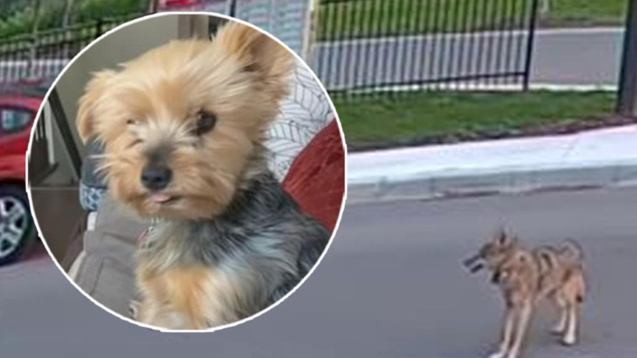 Canada, cane Yorkshire salva la proprietaria di 10 anni dall'attacco di un coyote