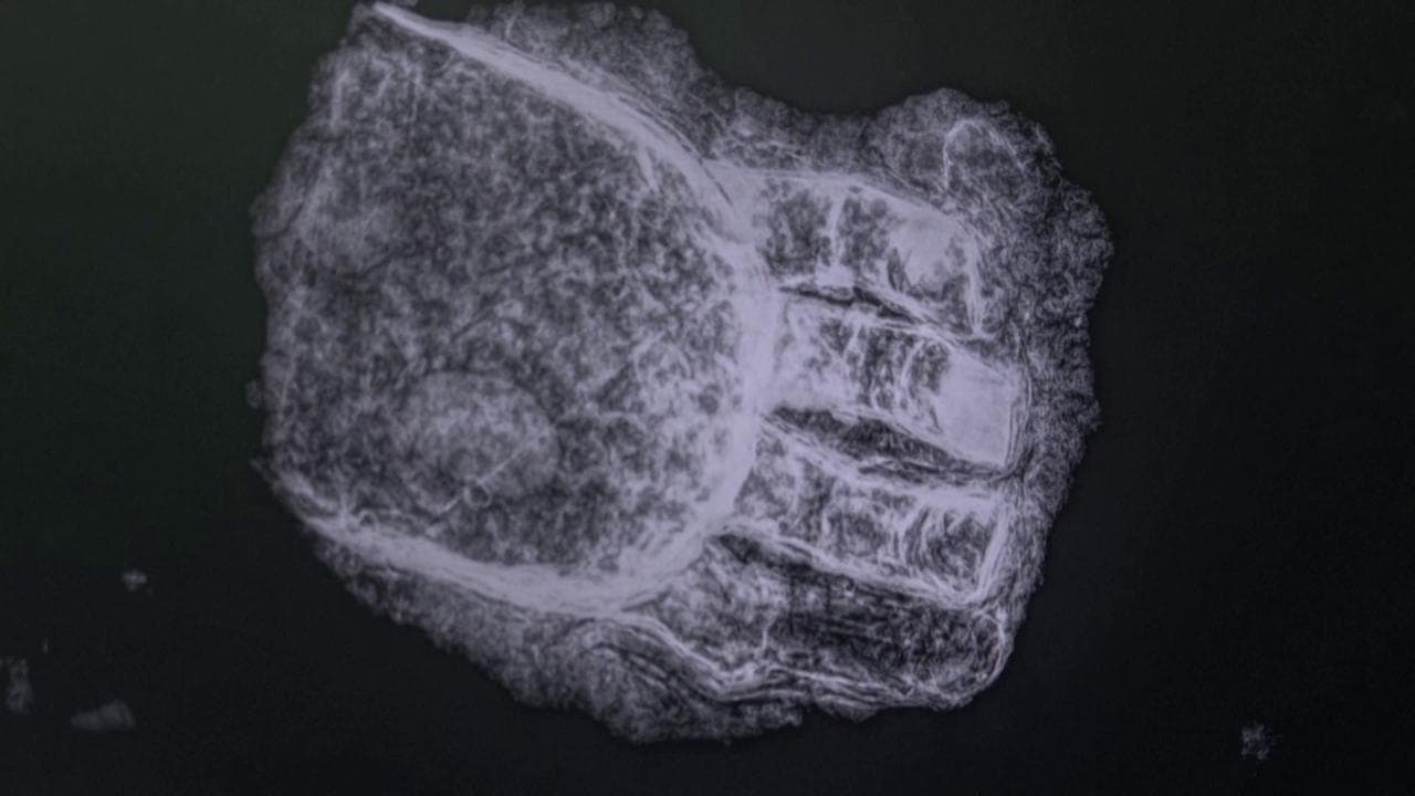 Il mistero della protesi per mano di 500 anni fa: era di un uomo trovato in una fossa comune