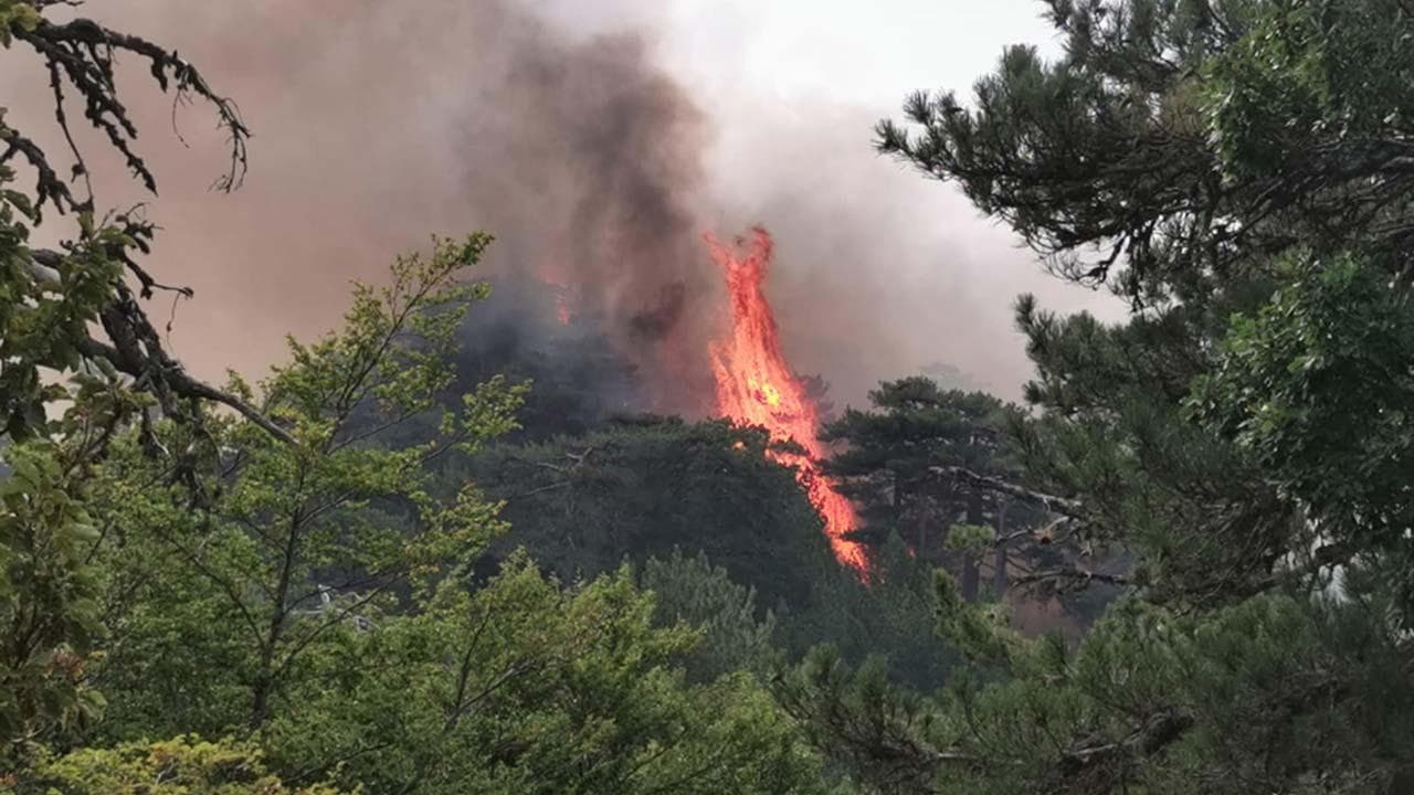 Calabria, in fiamme il bosco di Acatti: l'incendio minaccia il sito patrimonio Unesco