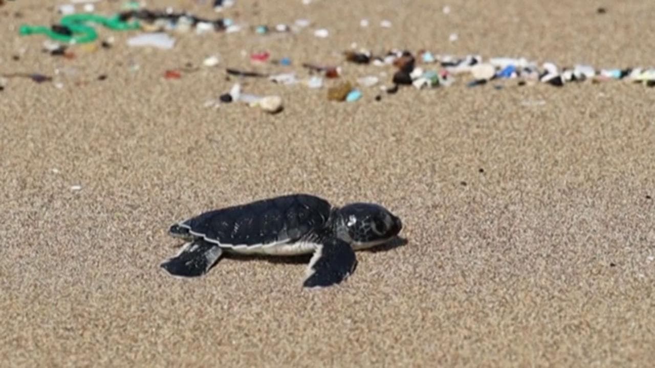 Cipro, le tartarughe appena nate fanno lo slalom tra le microplastiche per raggiungere il mare